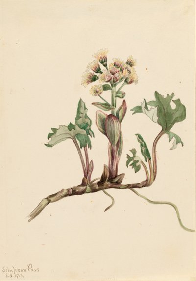 Burro settentrionale (Petasites hyperboreus) da Mary Vaux Walcott