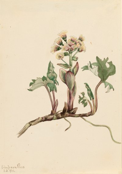 Farfaraccio del nord Petasites hyperboreus da Mary Vaux Walcott