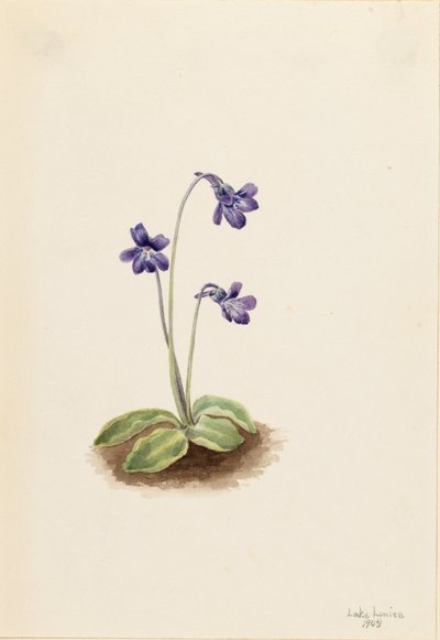 Pinguicola settentrionale (Pinguicula vulgaris) da Mary Vaux Walcott