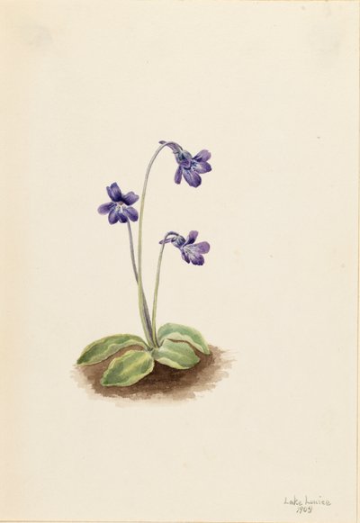 Pinguicula vulgaris, 1903 da Mary Vaux Walcott