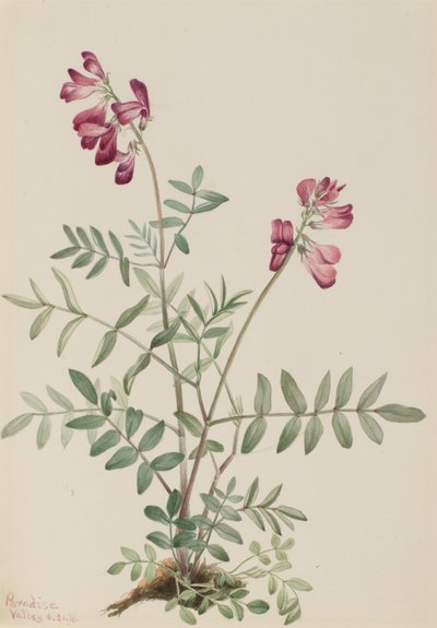 Hedysarum boreale da Mary Vaux Walcott