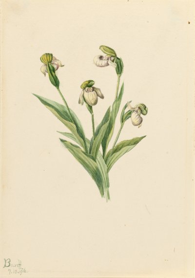 Pantofola della signora settentrionale (Cypripedium passerinum) da Mary Vaux Walcott
