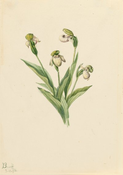 Scarpetta della signora del nord Cypripedium passerinum, 1916 da Mary Vaux Walcott