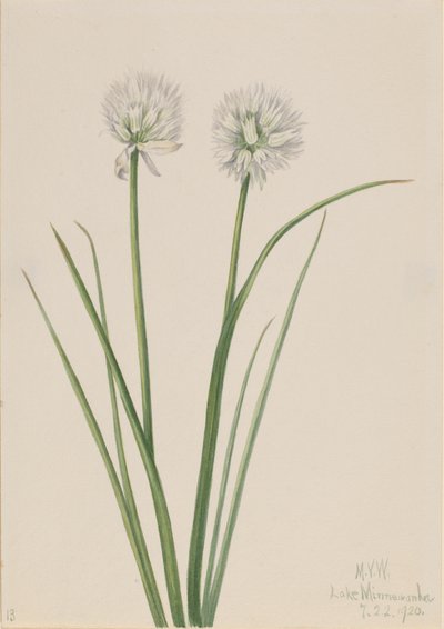 Cipolla del Nord Allium sibiricum, 1920 da Mary Vaux Walcott