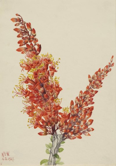 Ocotillo (Fouquieria splendens) da Mary Vaux Walcott