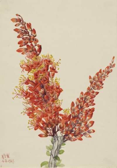 Ocotillo Fouquieria splendens da Mary Vaux Walcott