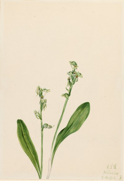 Orchidea di palude a foglia singola Habenaria obtusata da Mary Vaux Walcott