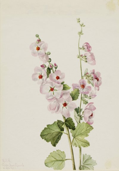 Globemallow dall
