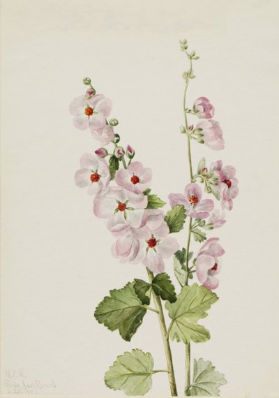 Globemallow dagli occhi arancioni, 1926 da Mary Vaux Walcott