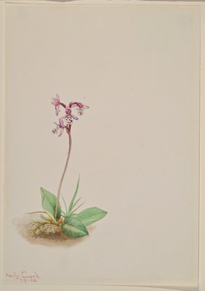 Orchidea (Orchis rotundifolia) da Mary Vaux Walcott