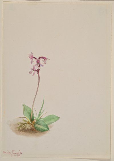 Orchidea Orchis rotundifolia da Mary Vaux Walcott