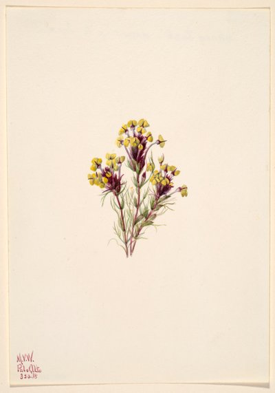 Trifoglio dei gufi (Orthocarpus erianthus) da Mary Vaux Walcott
