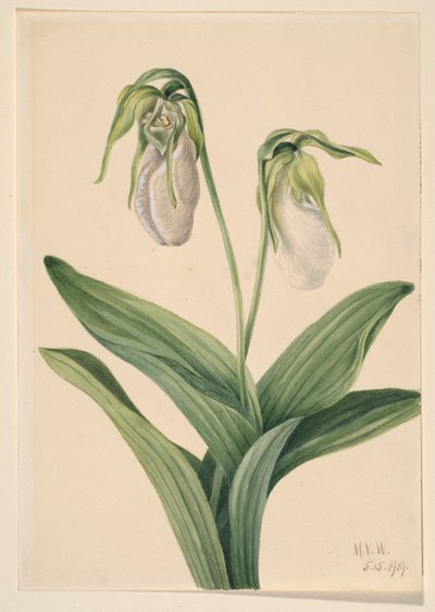 Pantofola pallida (Cypridedium acaule) da Mary Vaux Walcott