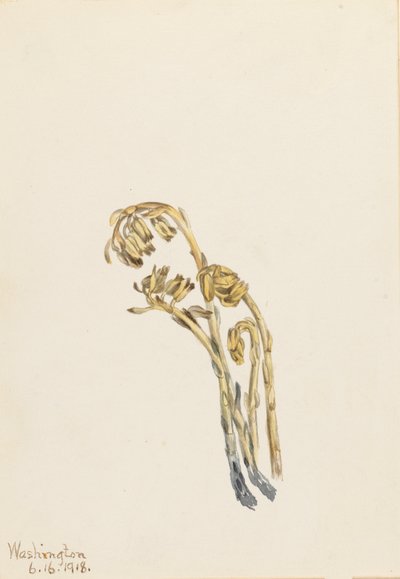 Pale Pinesap Hypopitys americana, 1918 da Mary Vaux Walcott