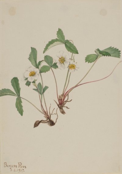 Fragola pallida (Fragaria glauca) da Mary Vaux Walcott
