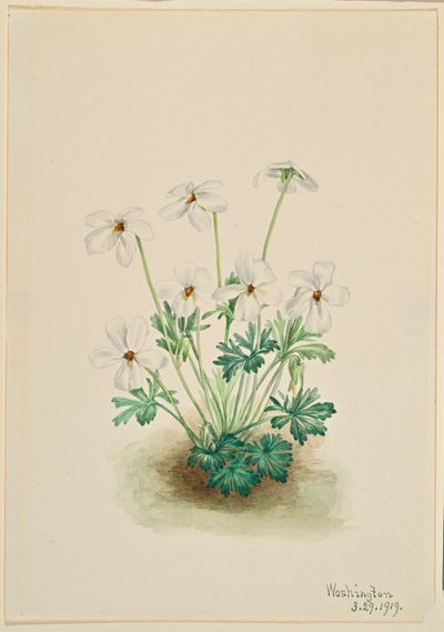 Viola mammola (Viola pedata) da Mary Vaux Walcott