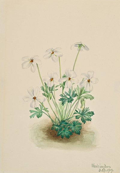 Viola pedata, 1919 da Mary Vaux Walcott