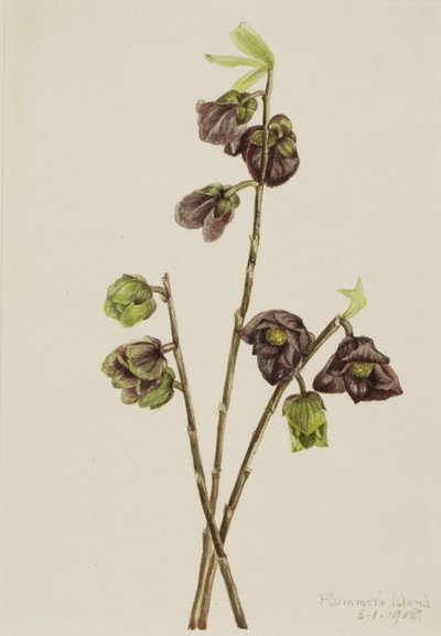 Papaw (Asimina triloba) da Mary Vaux Walcott