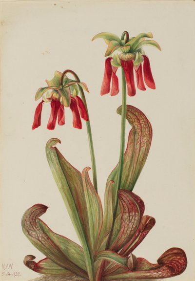 Pianta pappagallo (Sarracenia psittacina) da Mary Vaux Walcott