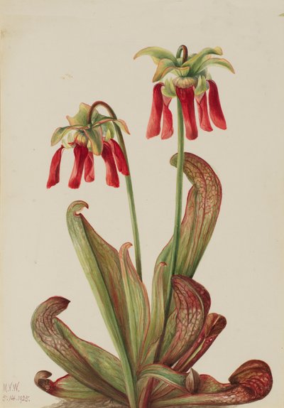 Sarracenia psittacina da Mary Vaux Walcott