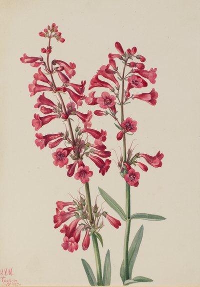 Penstemon di Parry Penstemon parryi, 1927 da Mary Vaux Walcott