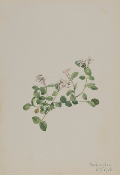 Bacche di pernice (Mitchella repena) da Mary Vaux Walcott