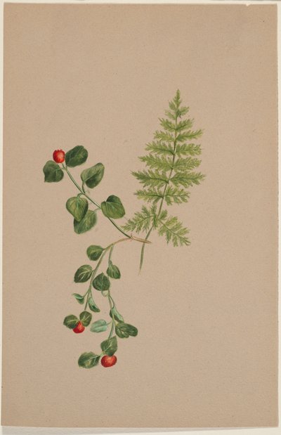Bacche di pernice (Mitchella repens) da Mary Vaux Walcott