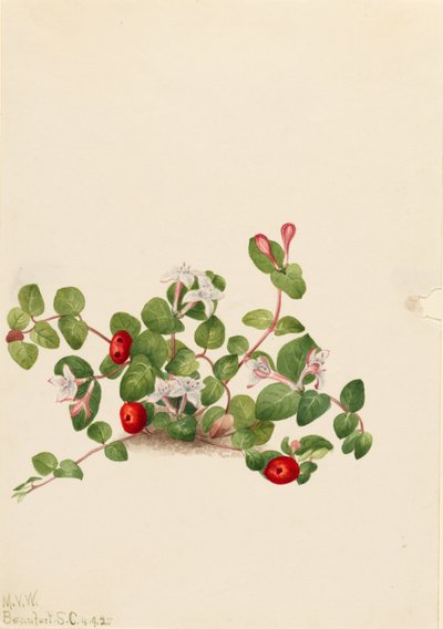 Bacche di pernice (Mitchella repens) da Mary Vaux Walcott