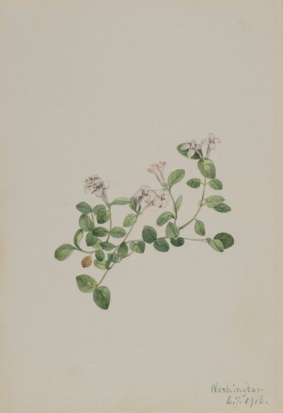 Partridgeberry Mitchella repena, 1918 da Mary Vaux Walcott