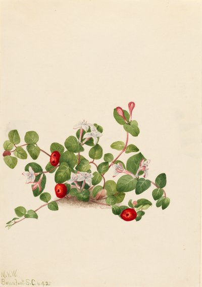 Mitchella repens, 1925 da Mary Vaux Walcott