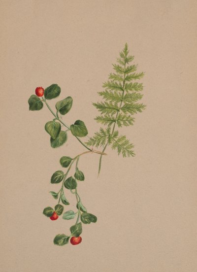 Partridgeberry Mitchella repens, ca. 1883 da Mary Vaux Walcott