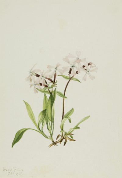 Peatpink (Silene caroliniana) da Mary Vaux Walcott