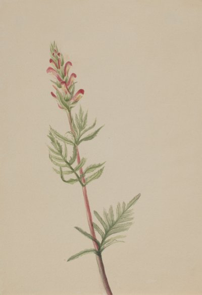 Pedicularis bracteosa, ca. 1917-1918 da Mary Vaux Walcott