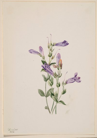 Penstemon (Penstimon fruiticosus) da Mary Vaux Walcott