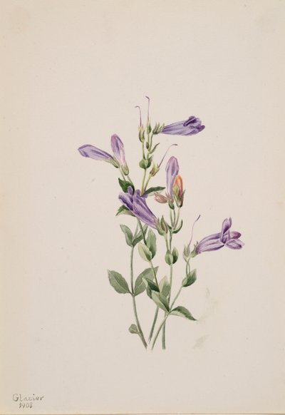 Penstemon Penstimon fruiticosus da Mary Vaux Walcott