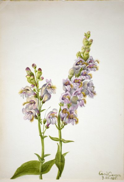 Pentstemon (Pentstemon macranthus) da Mary Vaux Walcott