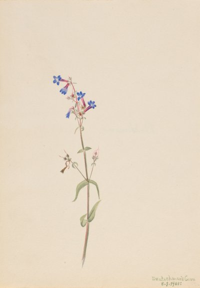 Pentstemon (Pentstemon procerus) da Mary Vaux Walcott