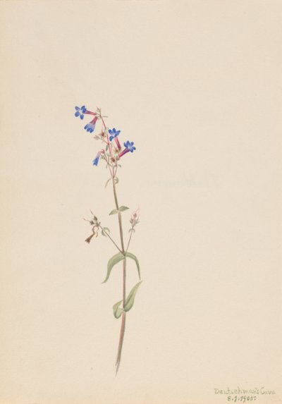 Pentstemon Pentstemon procerus da Mary Vaux Walcott