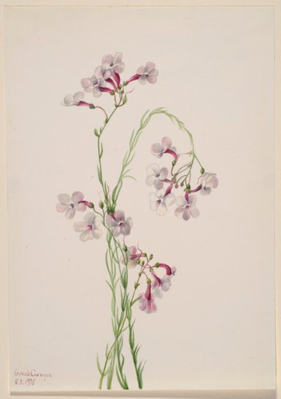Pentstemon ambiguus da Mary Vaux Walcott
