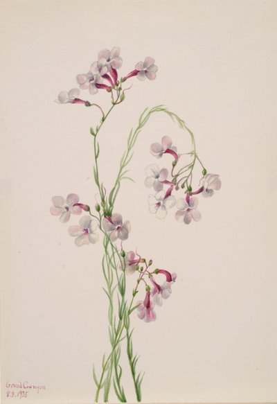 Pentstemon ambiguus, 1935 da Mary Vaux Walcott