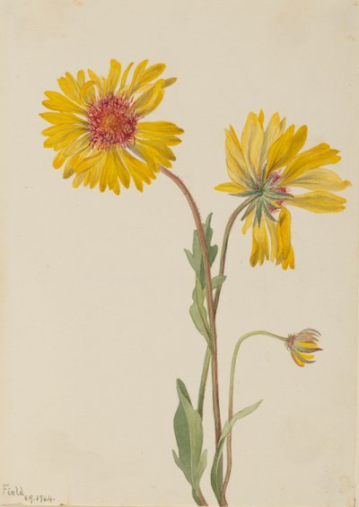 Gaillardia perenne (Gaillardia aristata) da Mary Vaux Walcott