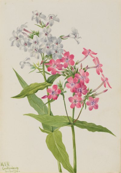 Phlox perenne (Phlox paniculata) da Mary Vaux Walcott