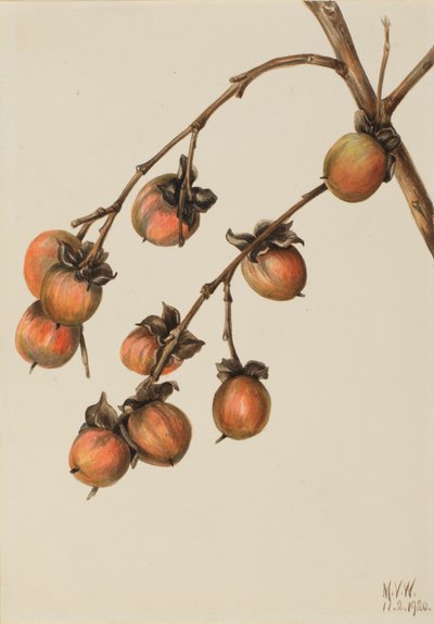 Cachi Diospyros virginiana, 1920 da Mary Vaux Walcott