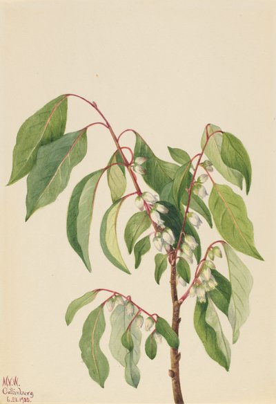 Cachi Diospyros virginiana da Mary Vaux Walcott