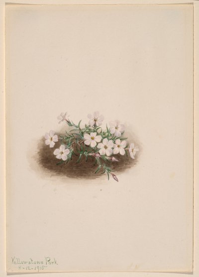 Phlox da Mary Vaux Walcott
