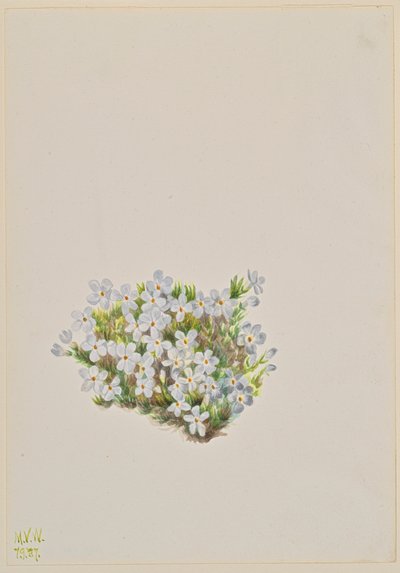 Phlox caespitosa (1937) da Mary Vaux Walcott