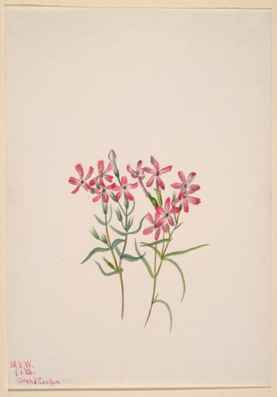 Phlox stansburyi da Mary Vaux Walcott