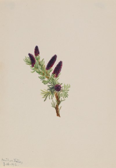 Picea engelmanni, 1913 da Mary Vaux Walcott