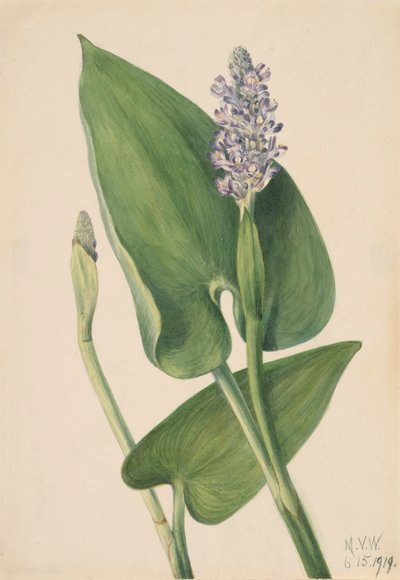Pontederia cordata da Mary Vaux Walcott