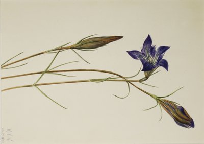 Genziana pinebarren (Gentiana porphyrio) da Mary Vaux Walcott